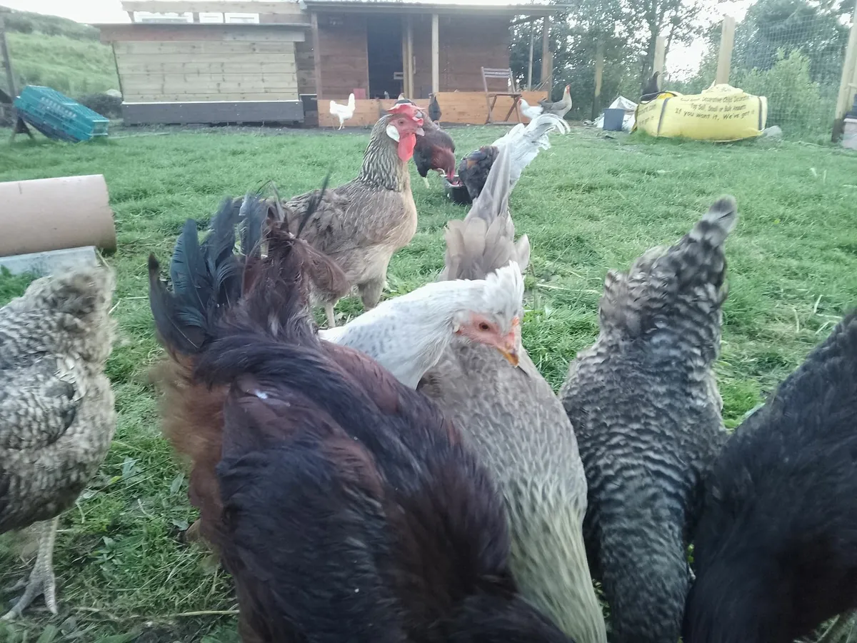 Hens,chicks ,coop, roosters - Image 2