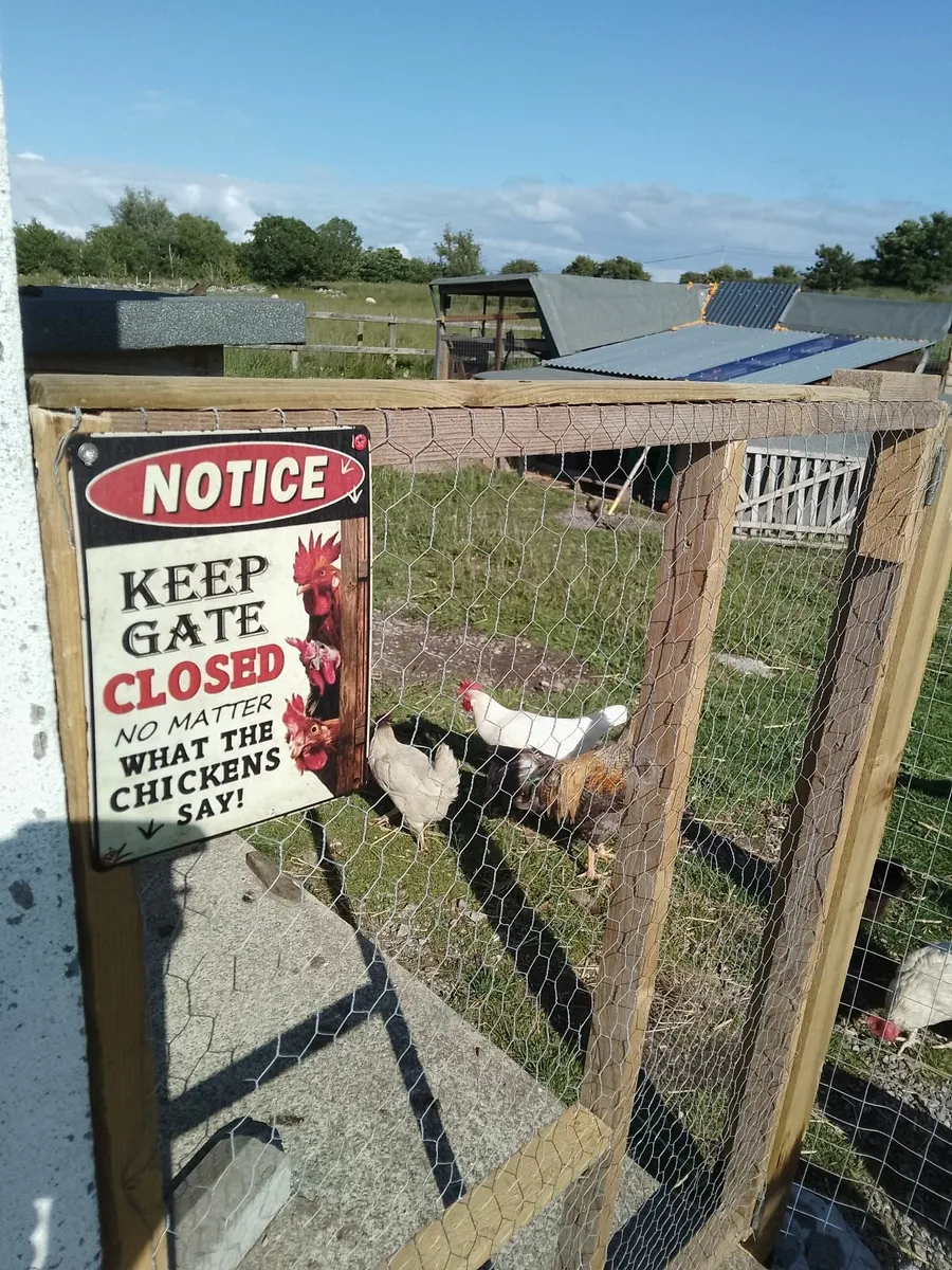 Hens,chicks ,coop, roosters - Image 4