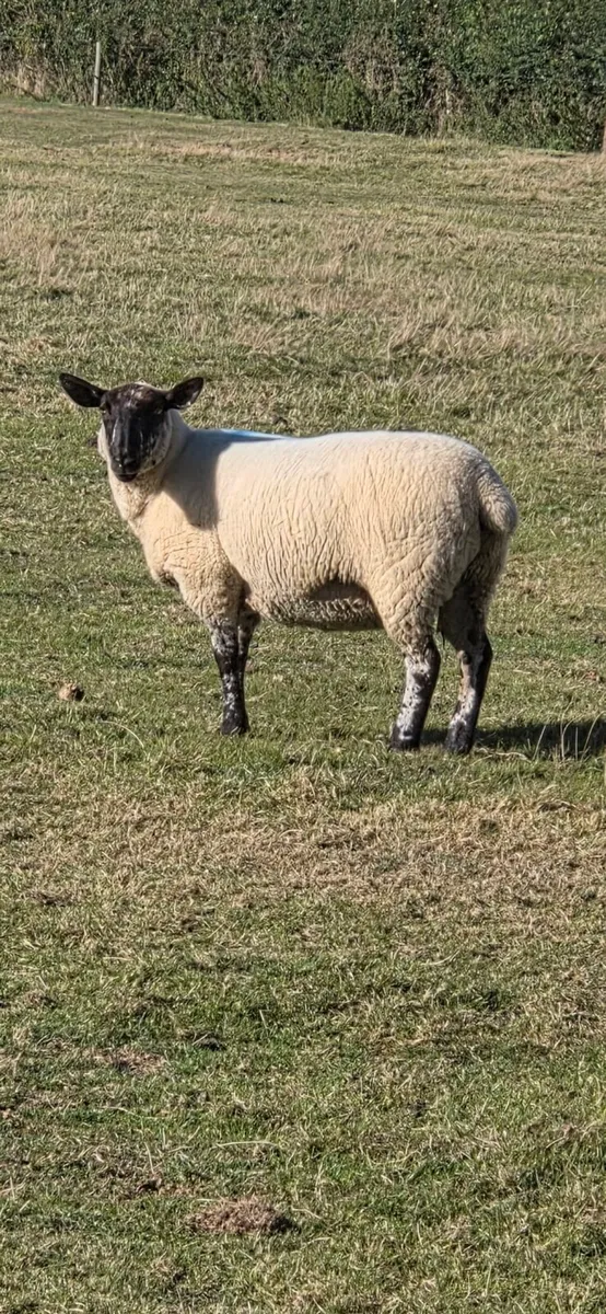 Hogget ewes - Image 2