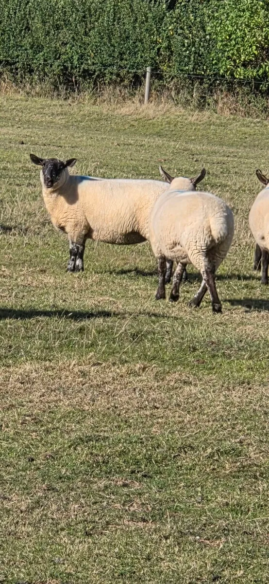 Hogget ewes - Image 3