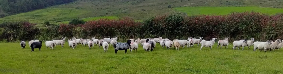 2/3 ye old sheep for sale - Image 1