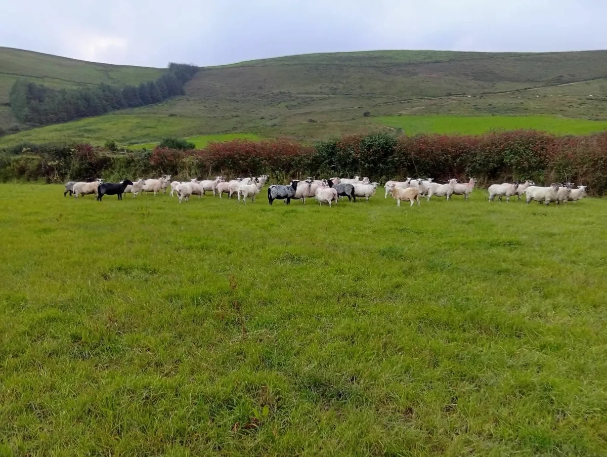 2/3 ye old sheep for sale - Image 2