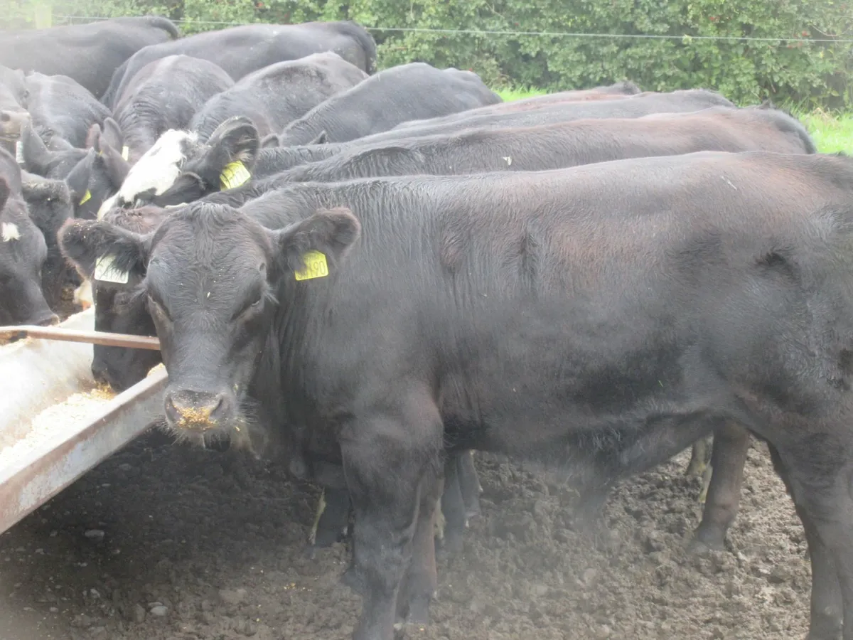 21 aberdeen angus and hereford bull weanlings - Image 4