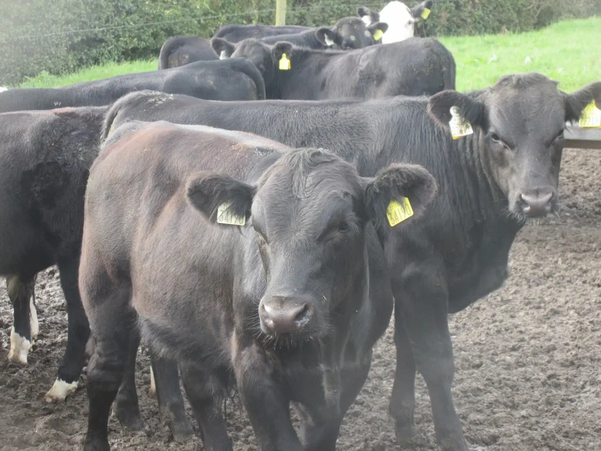 21 aberdeen angus and hereford bull weanlings - Image 2
