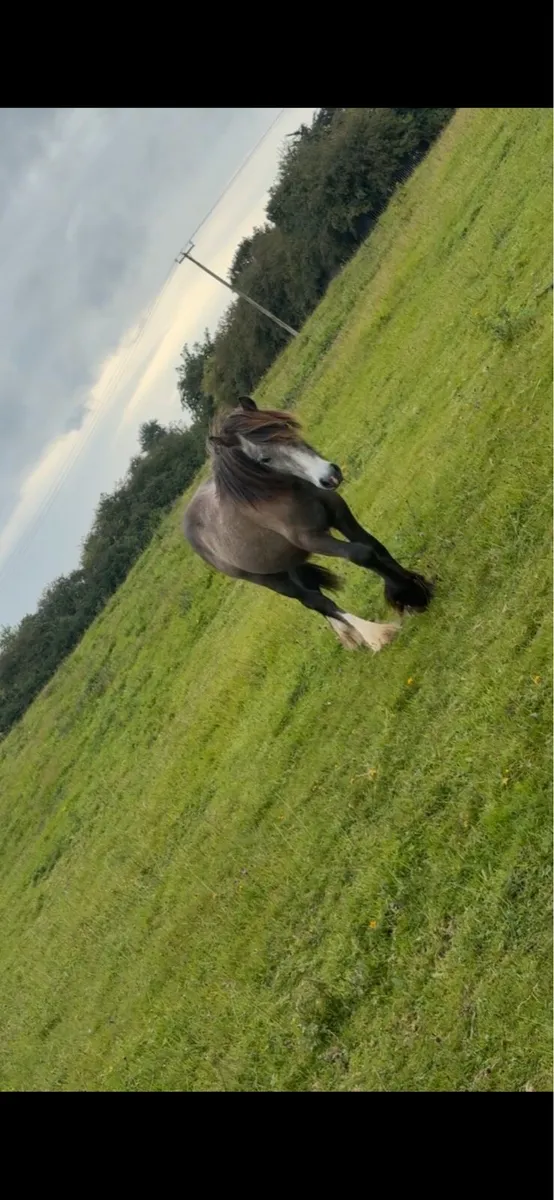 Dun yearling colt - Image 4