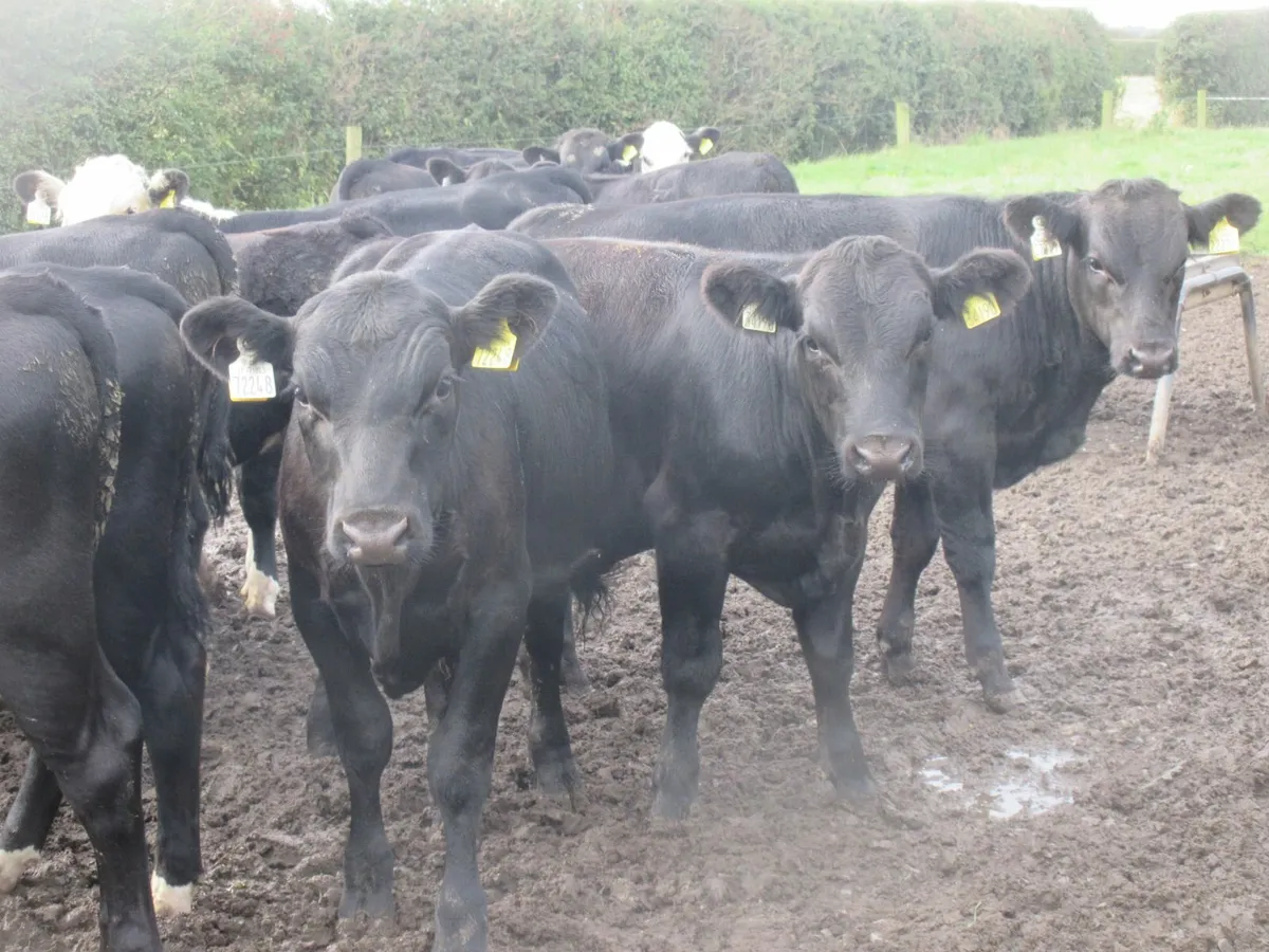 21 aberdeen angus and hereford bull weanlings - Image 1