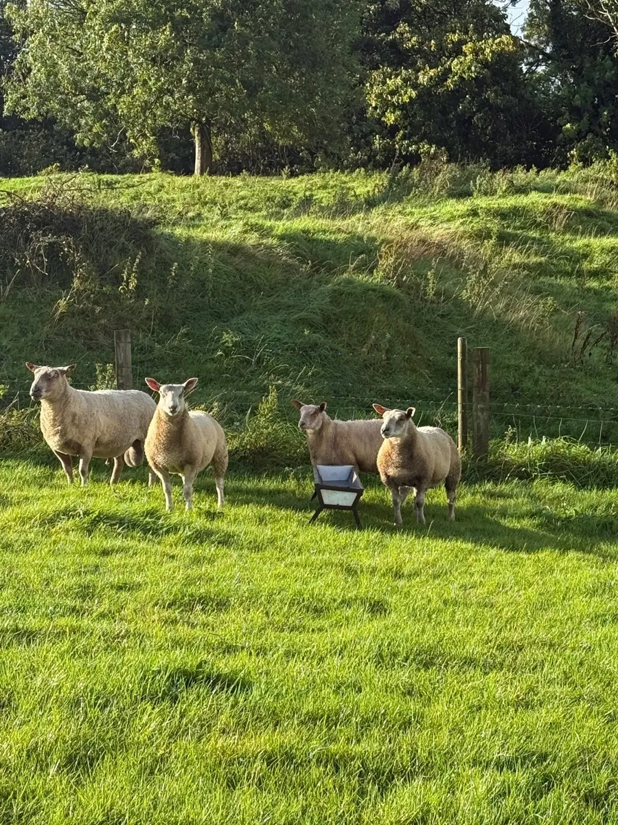 Charollais Ram Lambs