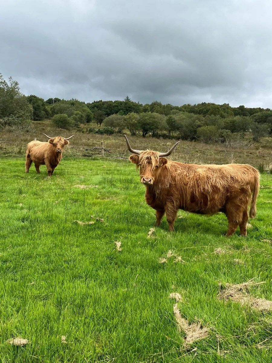 Highland cattle - Image 2