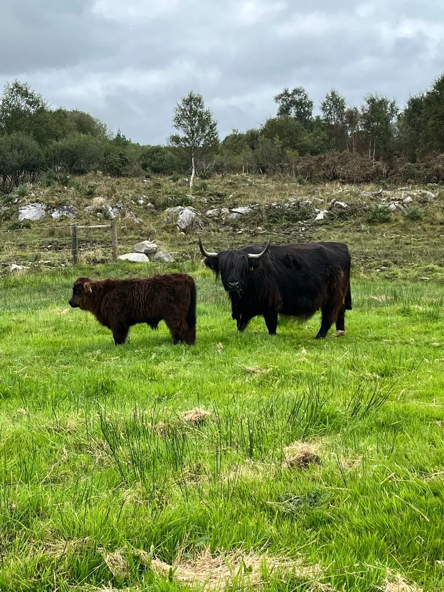 Highland cattle - Image 3