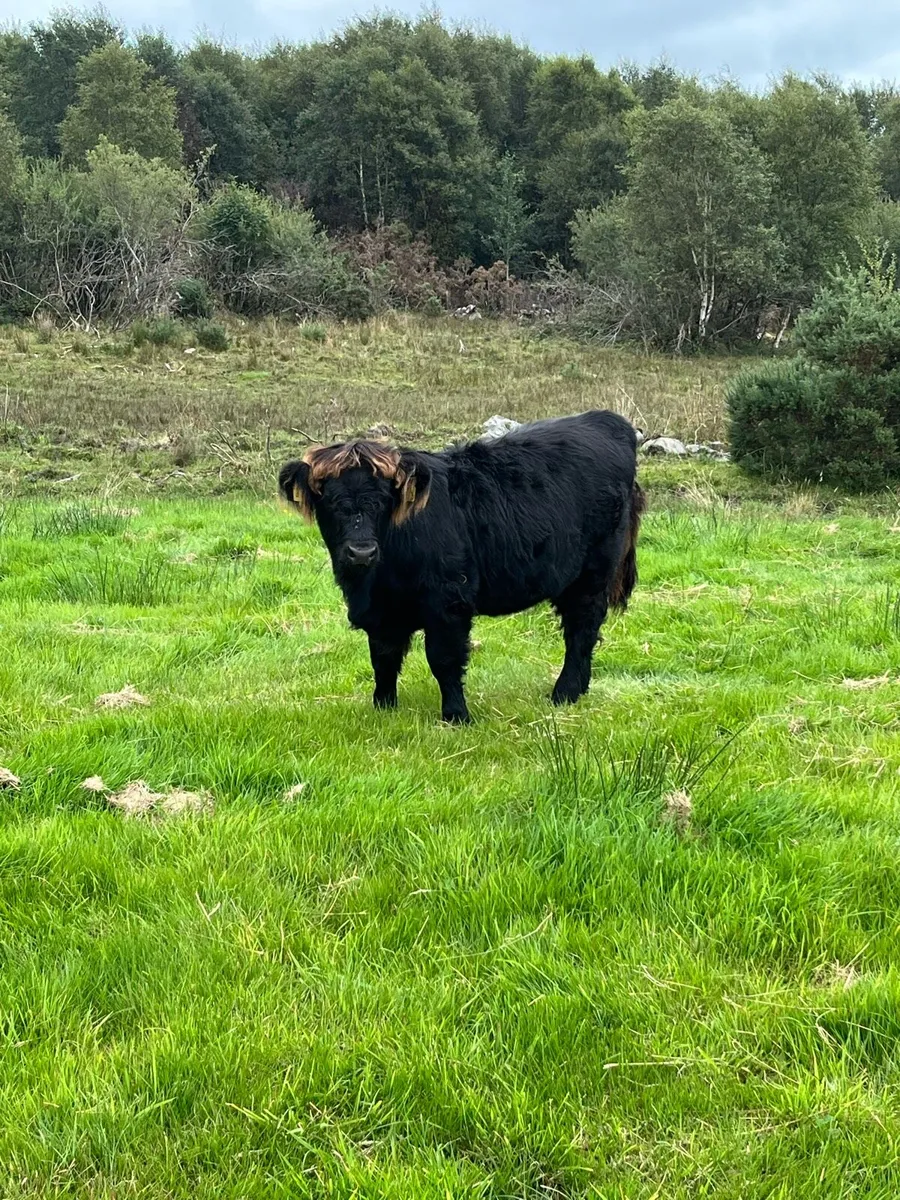 Highland cattle - Image 4