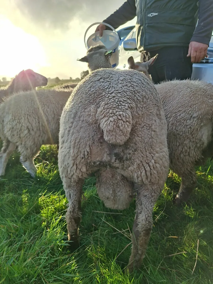 Vendeen hogget ram - Image 4