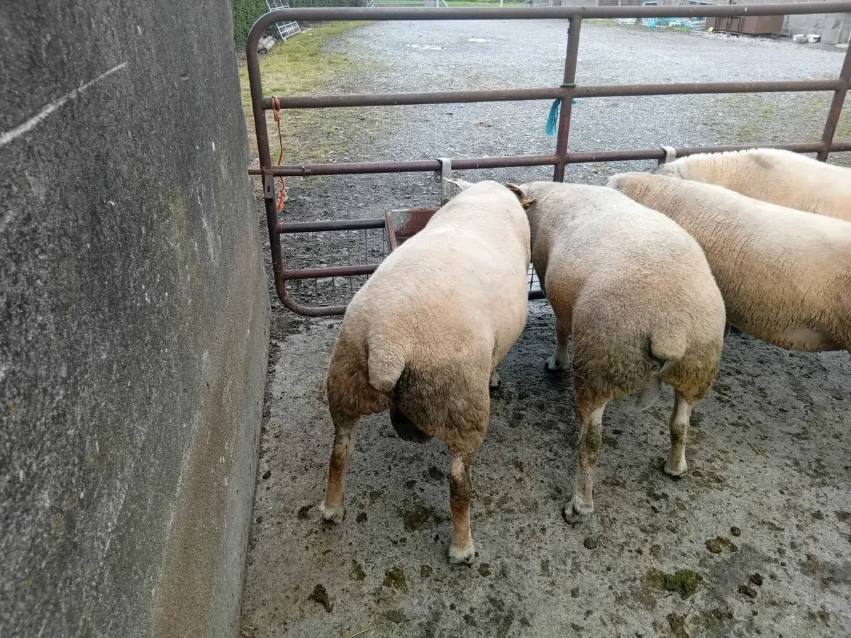 Hogget rams - Image 3