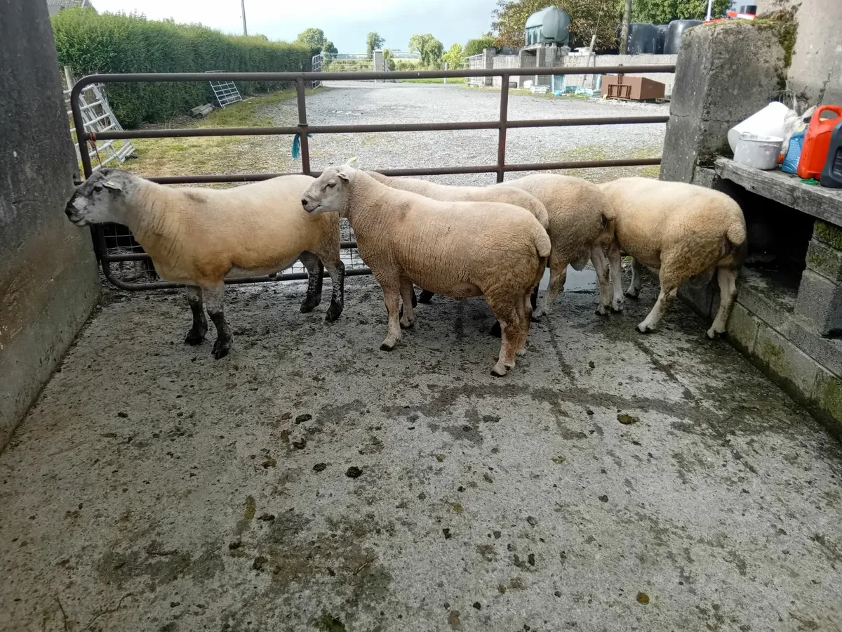 Hogget rams - Image 4
