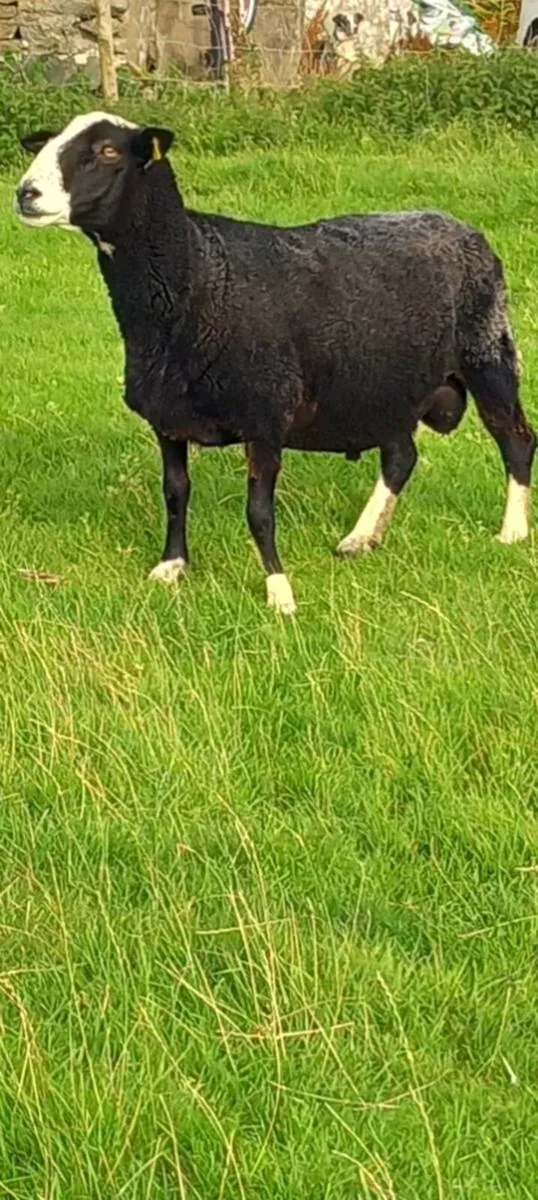 Zwartble ram - Image 3