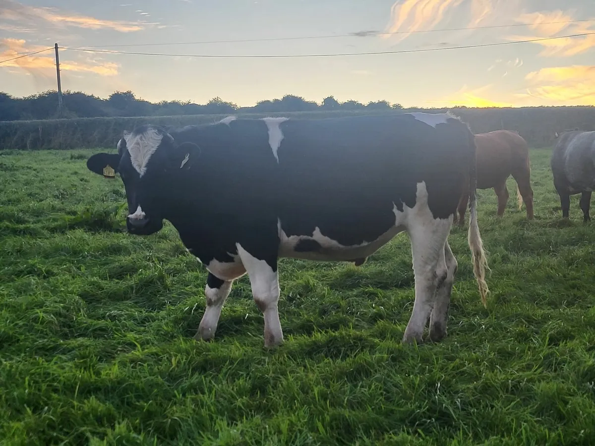 Quality Cattle Available - Image 4