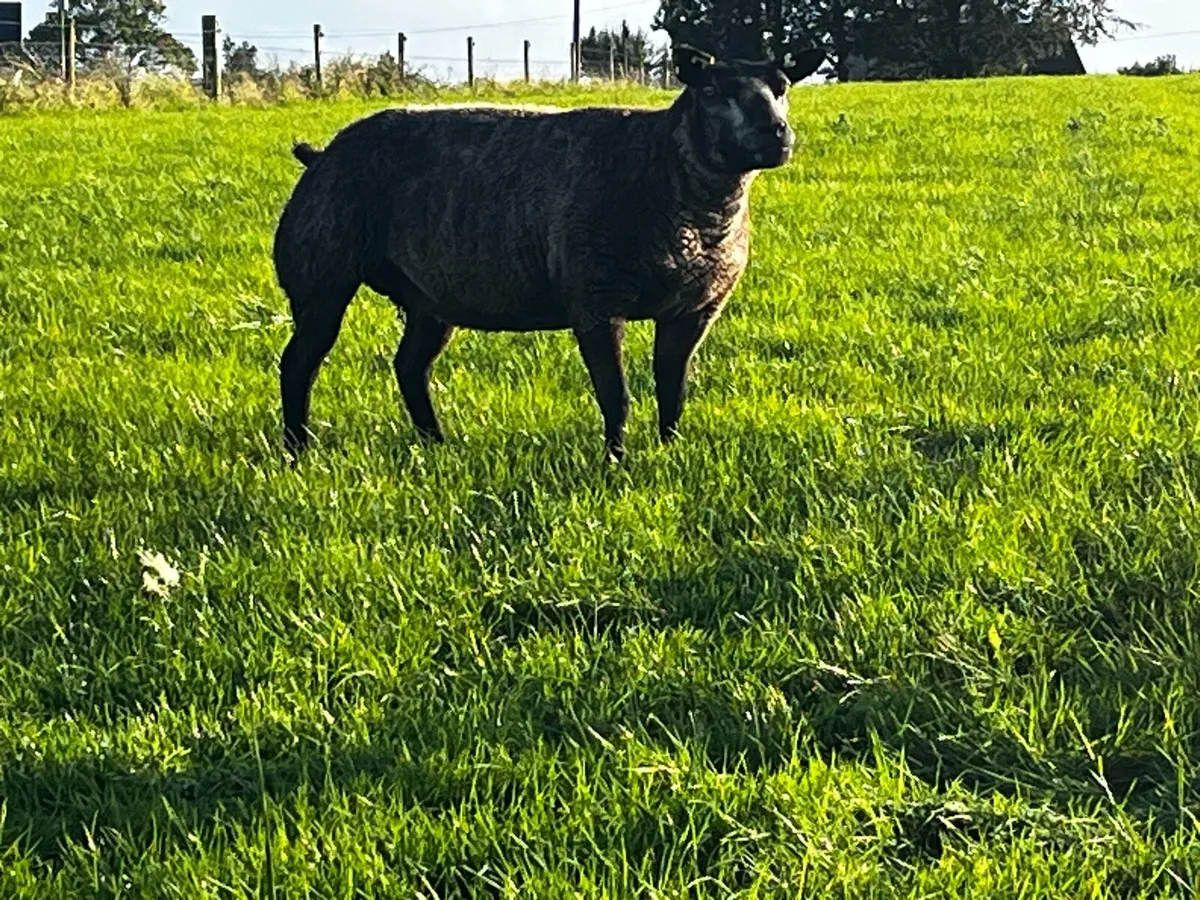 Blue Texel Ewes - Image 1