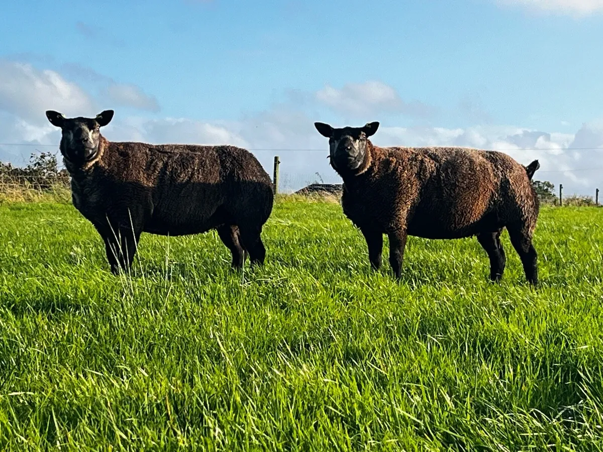 Blue Texel Ewes - Image 2