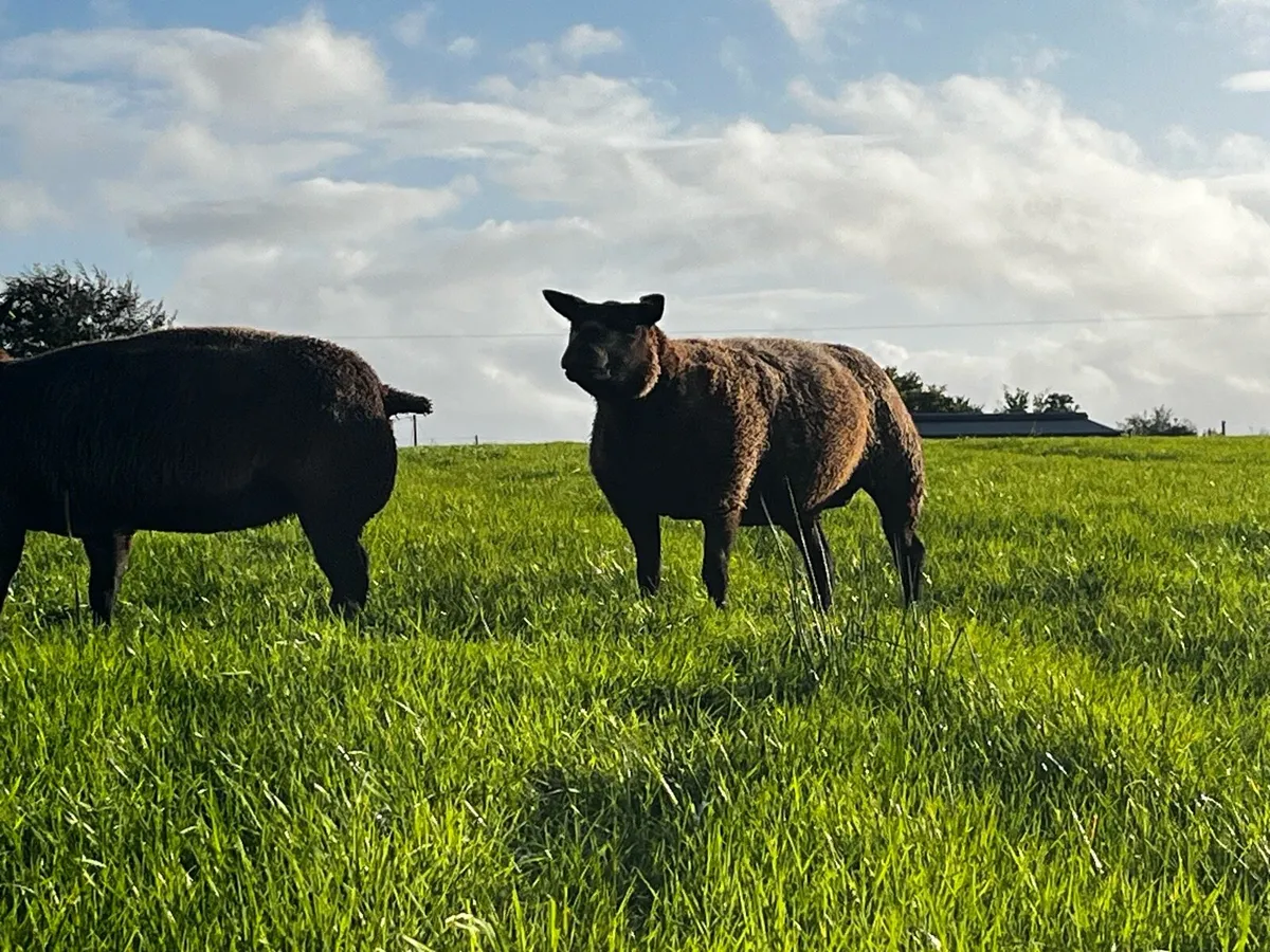 Blue Texel Ewes - Image 3
