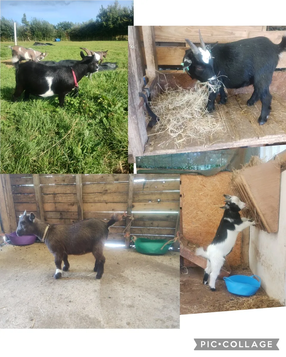 Pygmy goats