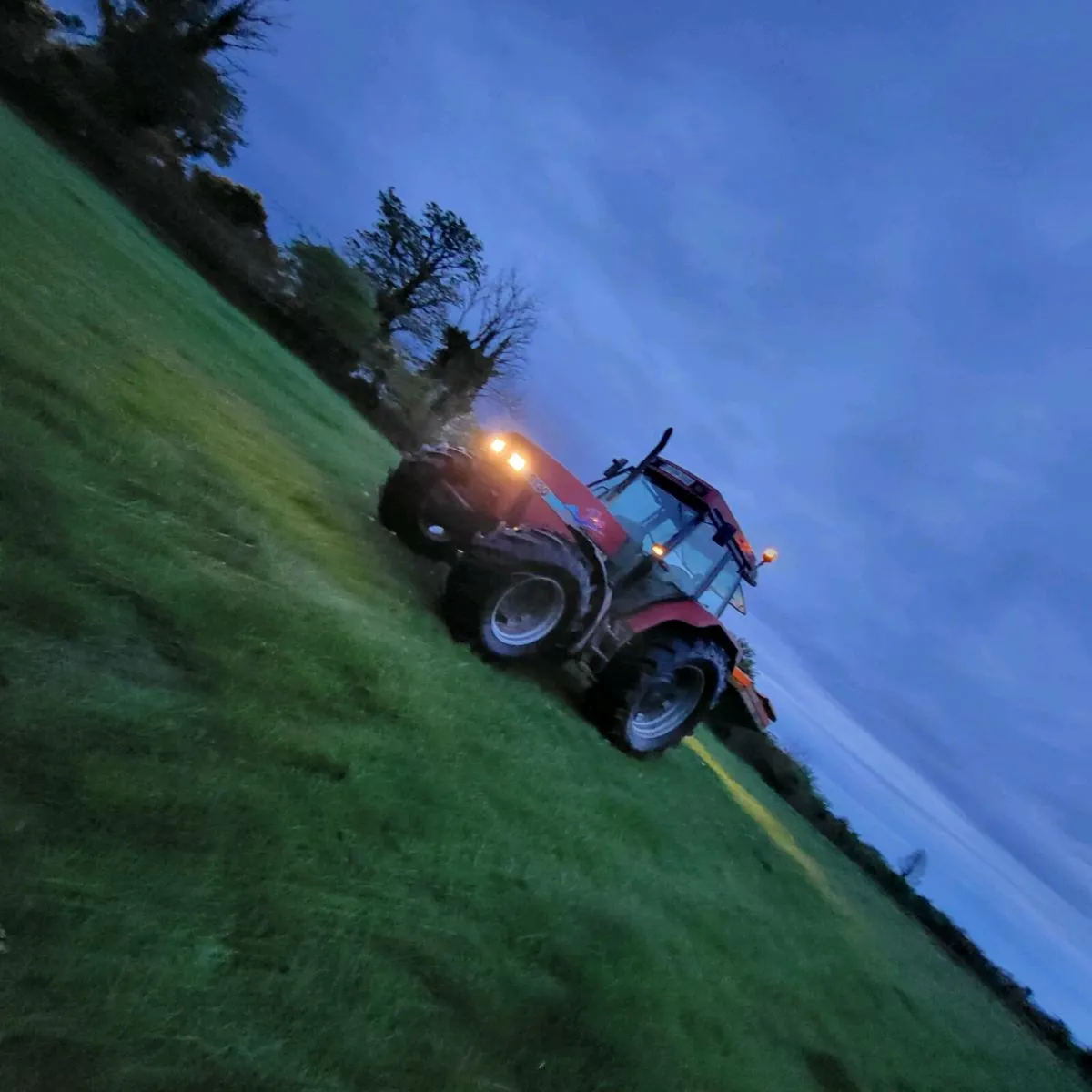 silage grass
