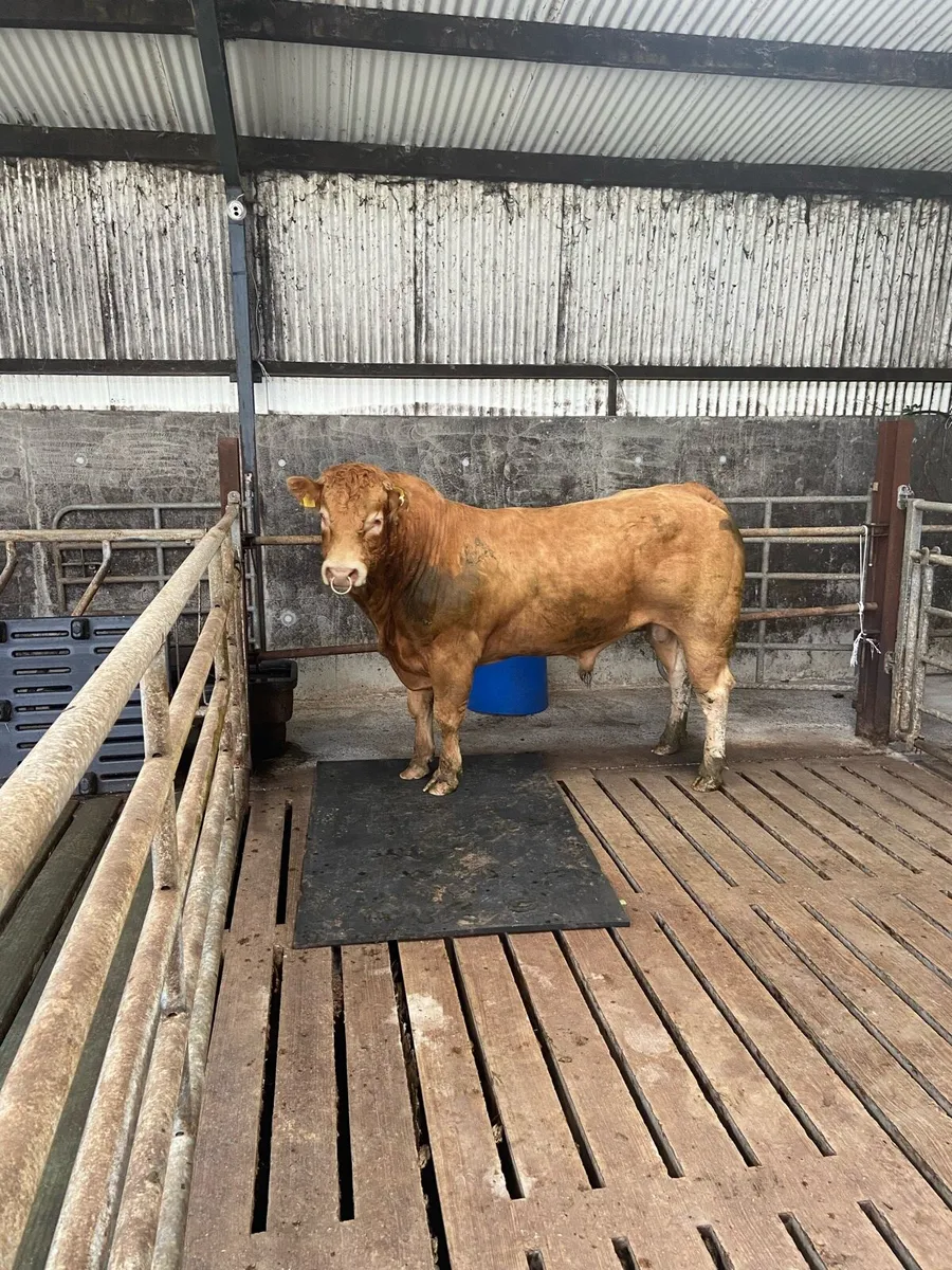 PBR limousin bull - Image 1