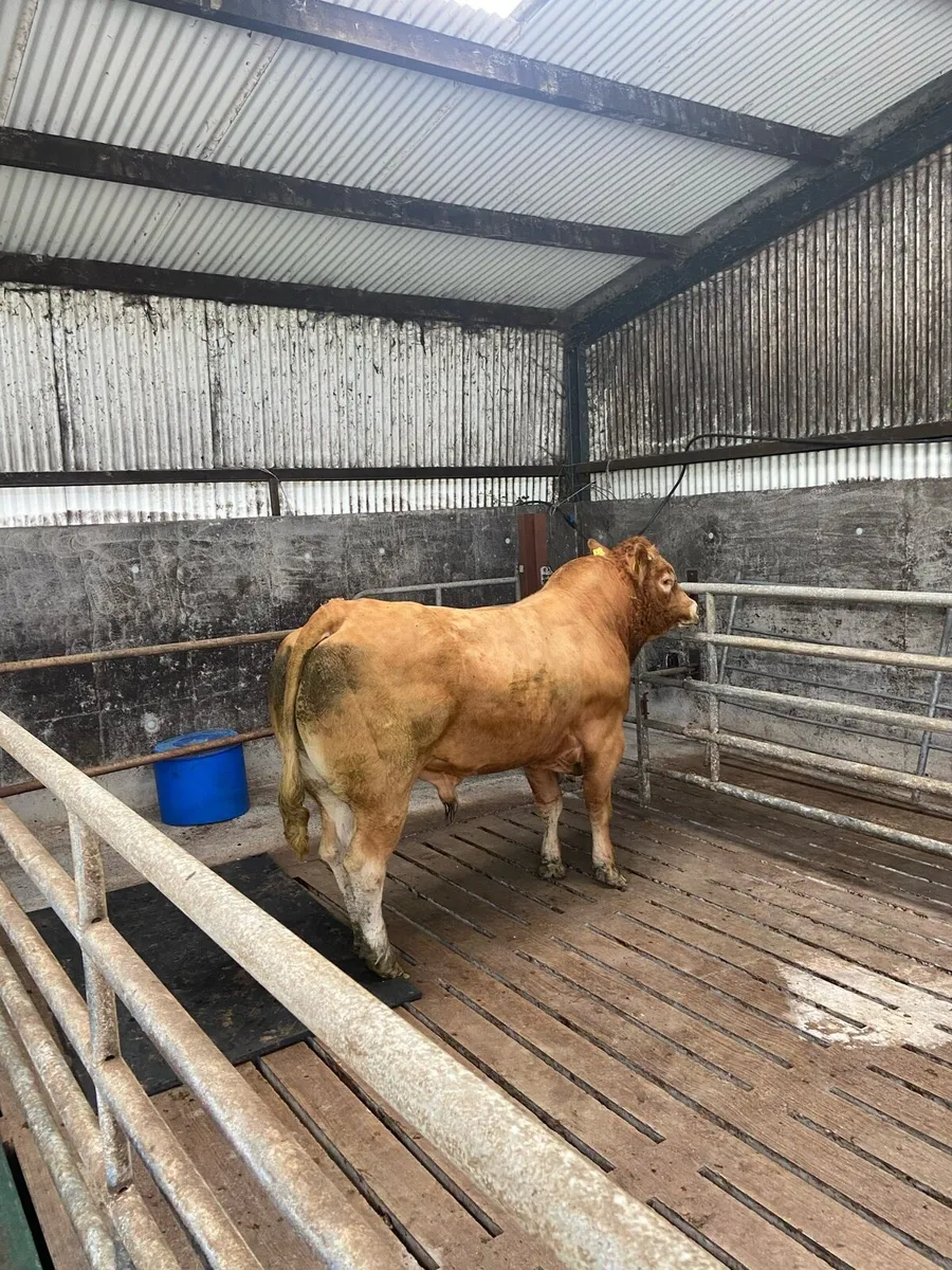 PBR limousin bull - Image 2