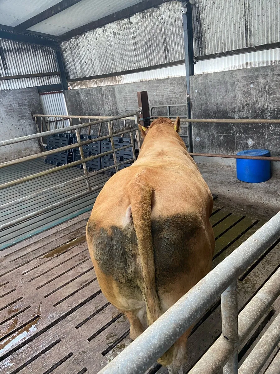 PBR limousin bull - Image 3