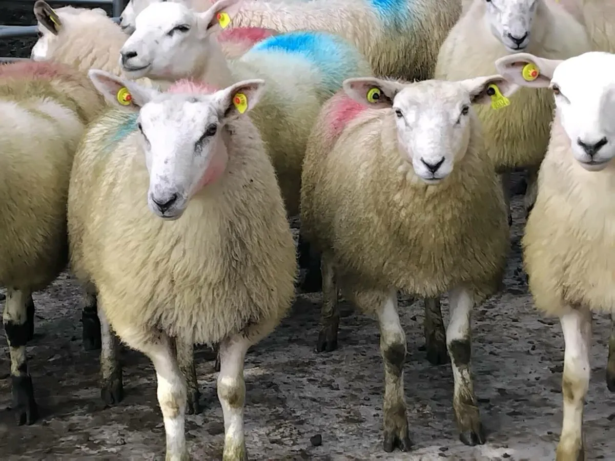 20 Super Texel Ewe Lamb's - Image 4