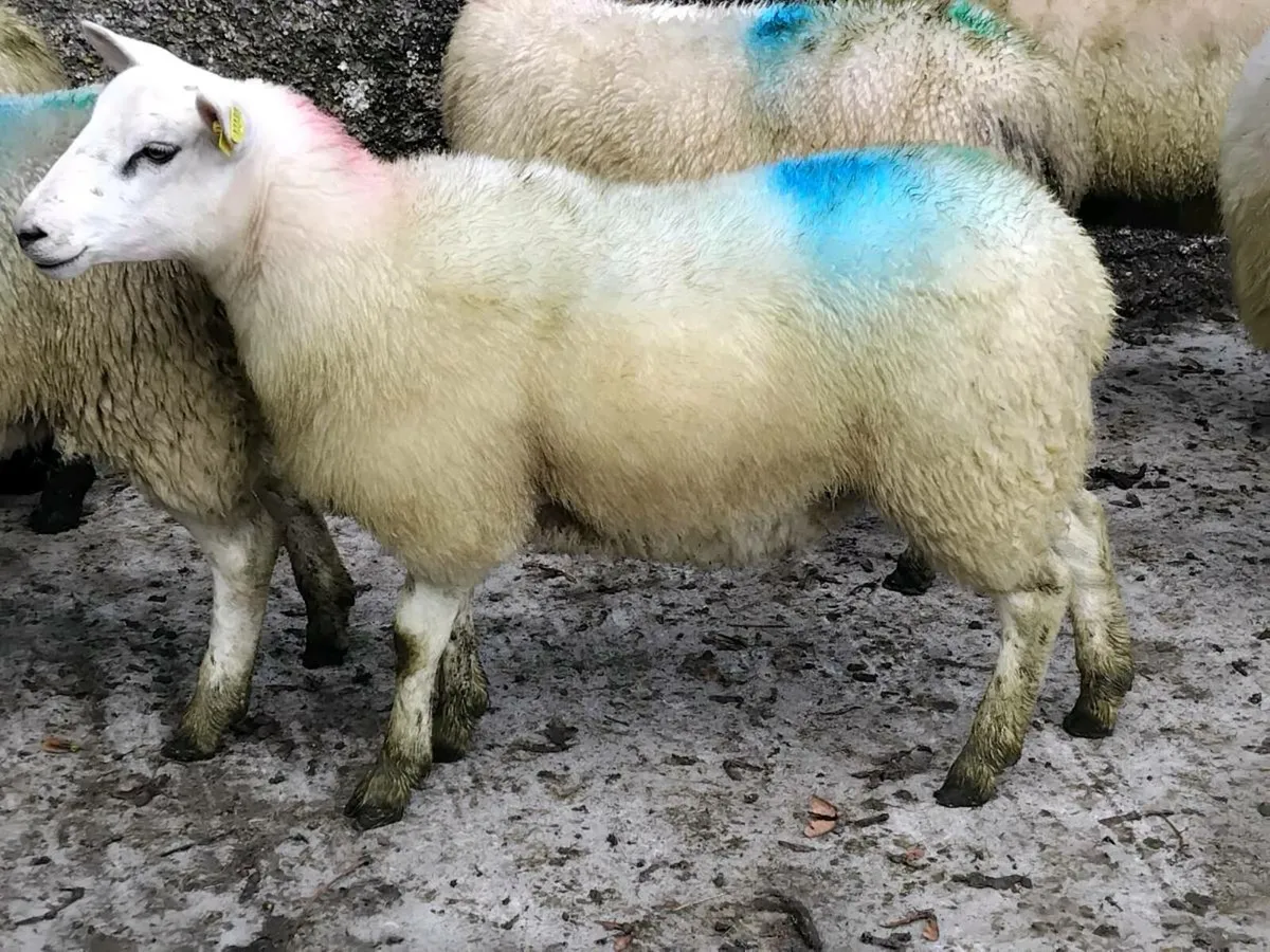 20 Super Texel Ewe Lamb's - Image 2