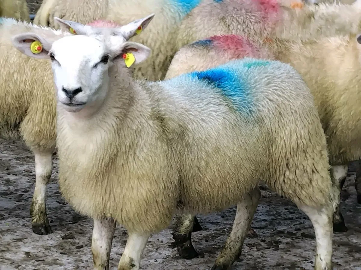 20 Super Texel Ewe Lamb's - Image 3