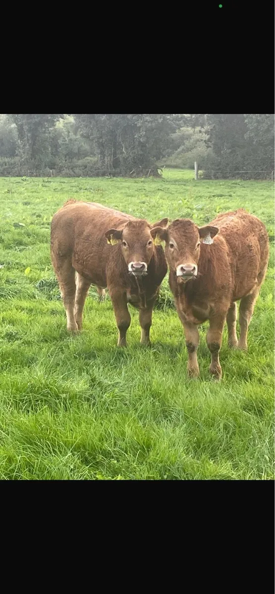 PBR limousin bull - Image 4