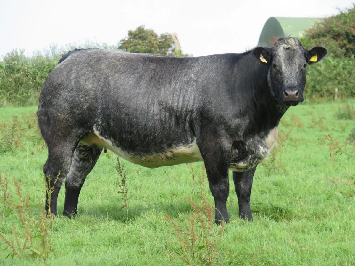 💥In calf heifers for Gortatlea mart the 4th💥 - Image 1