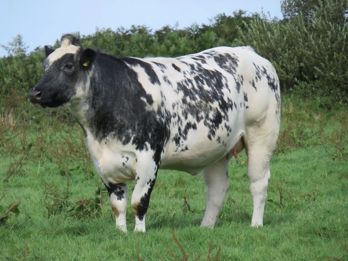 💥In calf heifers for Gortatlea mart the 4th💥 - Image 2