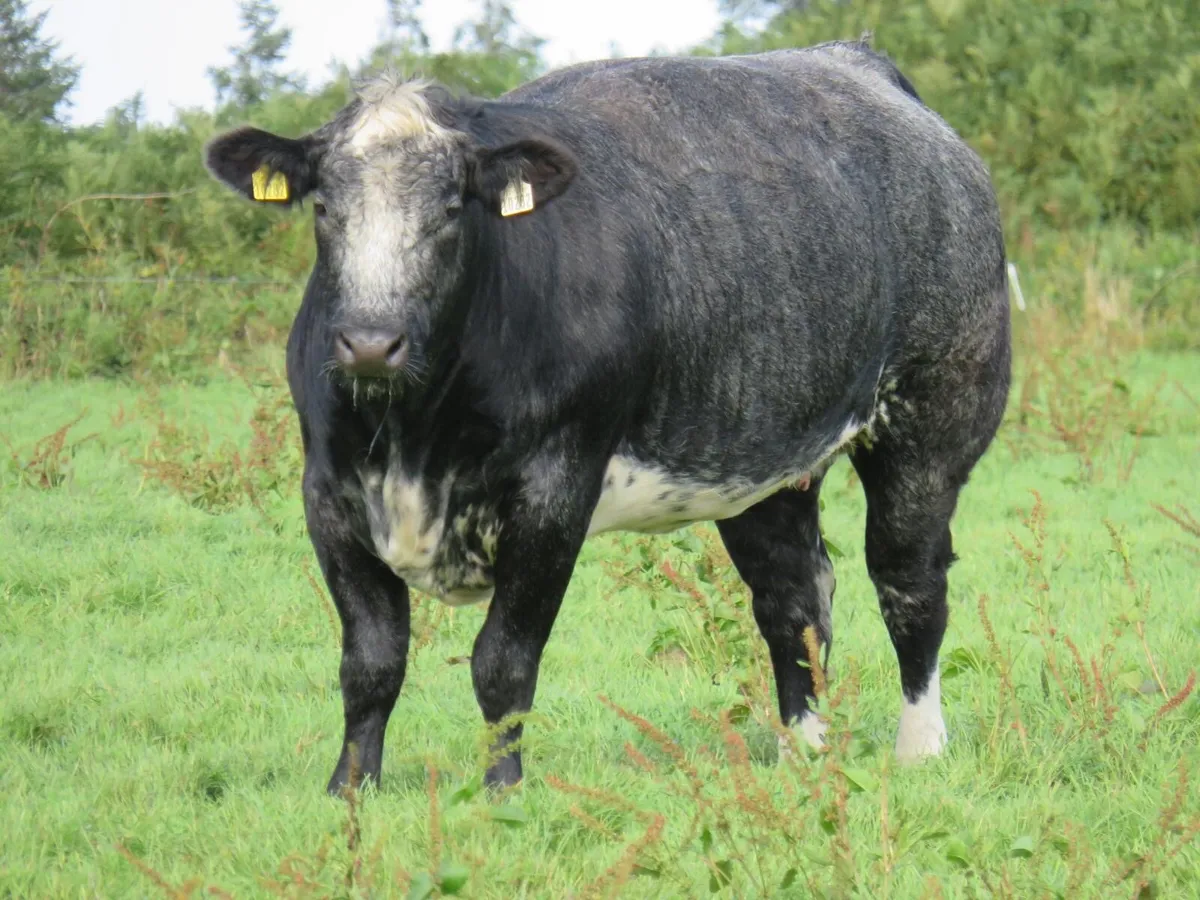 💥In calf heifers for Gortatlea mart the 4th💥 - Image 3