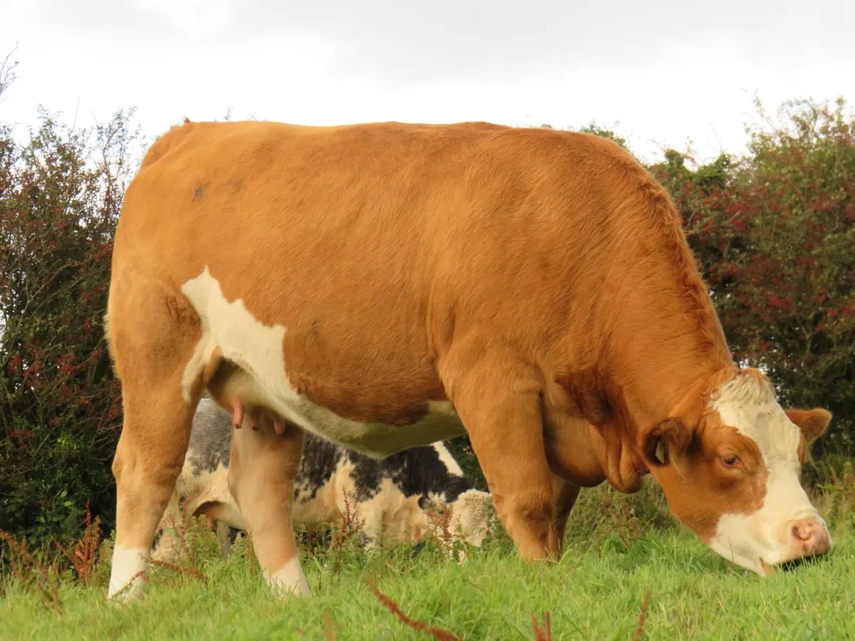 💥In calf heifers for Gortatlea mart the 4th💥 - Image 4