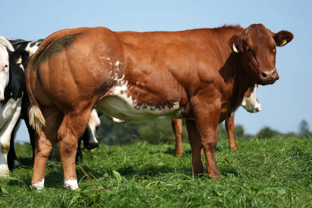Springer sale 🤩🤩 - Image 2