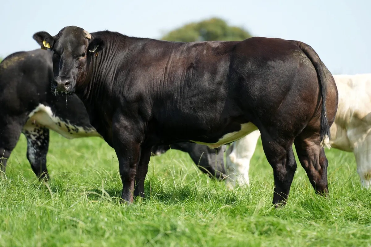 Springer sale 🤩🤩 - Image 4