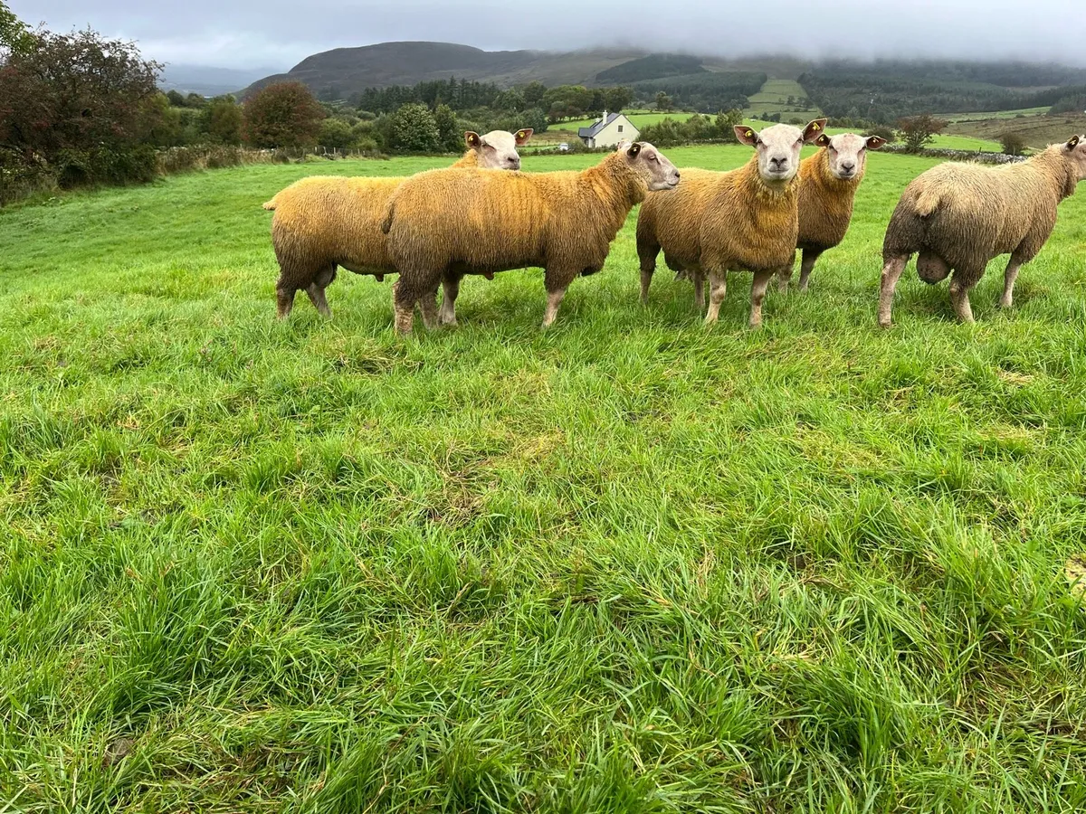 Pedigree SIS Charollais Ram Lambs - Image 2