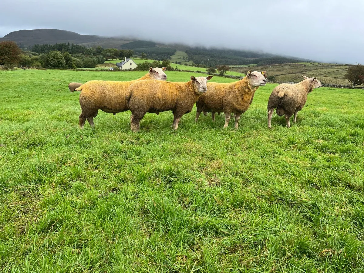 Pedigree SIS Charollais Ram Lambs - Image 3