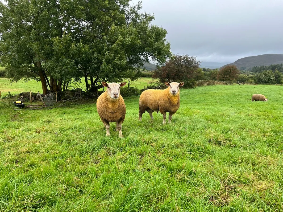 Pedigree SIS Charollais Ram Lambs - Image 4
