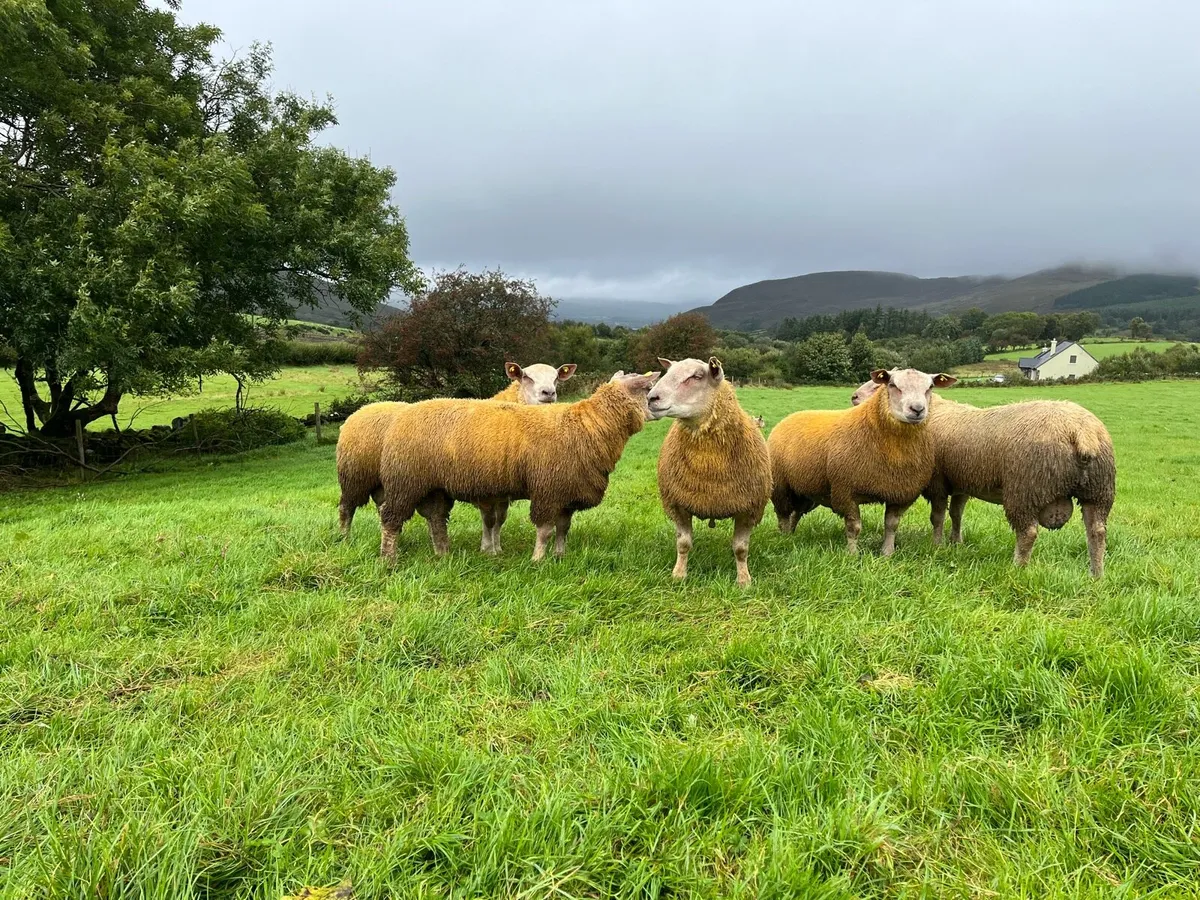 Pedigree SIS Charollais Ram Lambs - Image 1