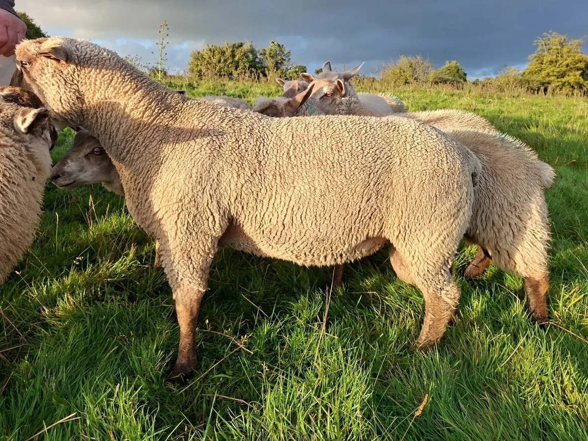 Vendeen hogget ram - Image 1
