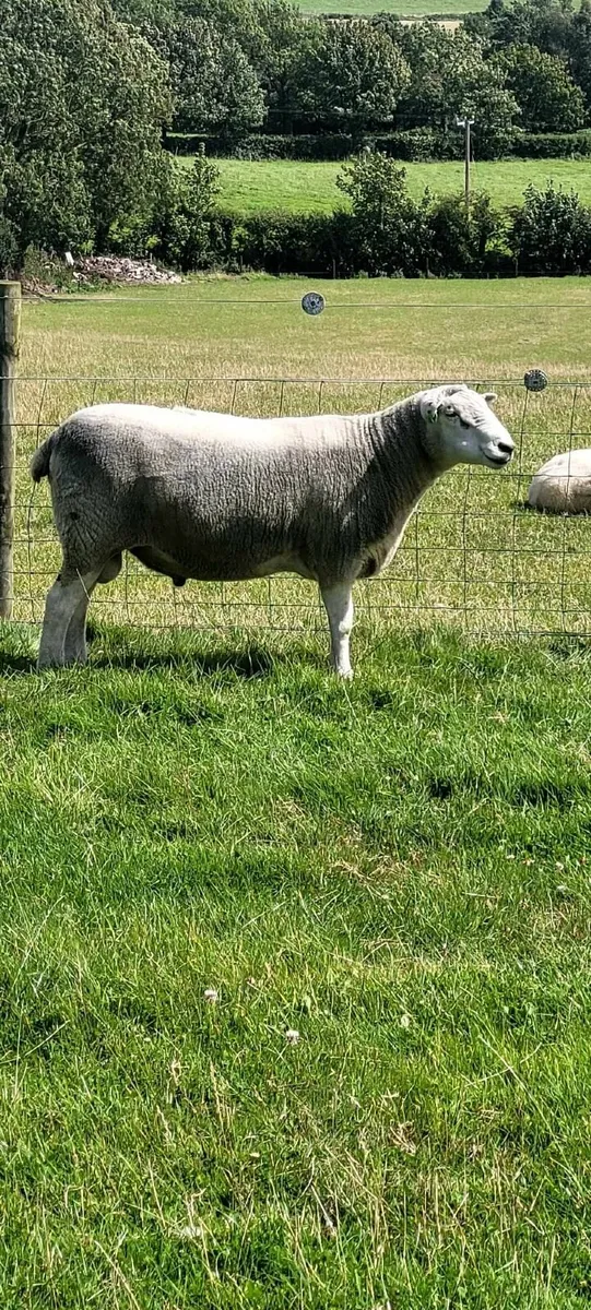 Pedigree Lleyn ram - Image 3