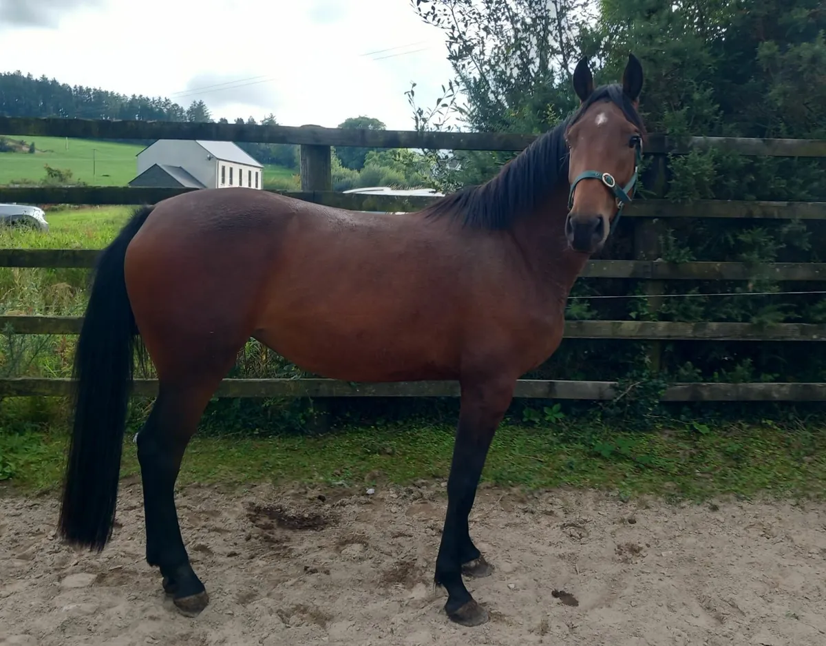 3yr old lagans obos - Image 1