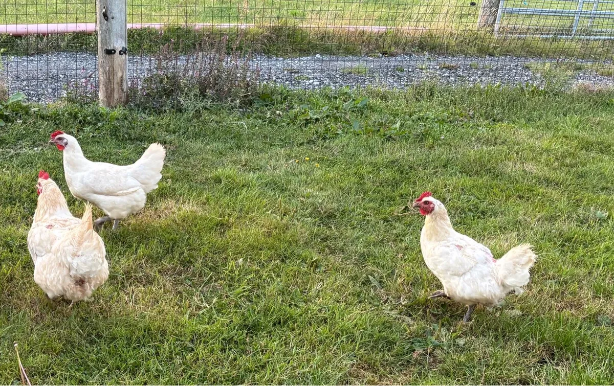 La Bresse hens - Image 2