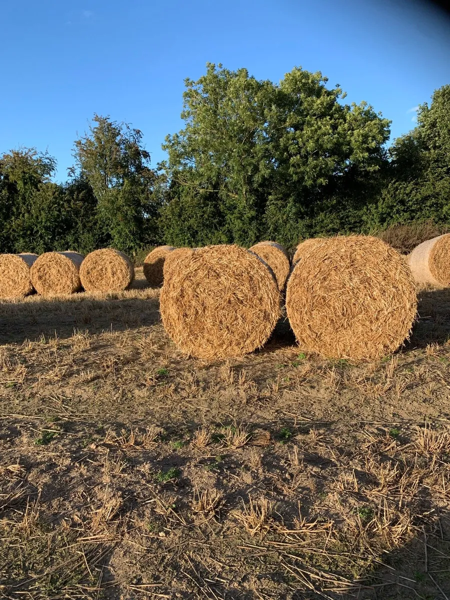 Round Bales of Straw - Image 1