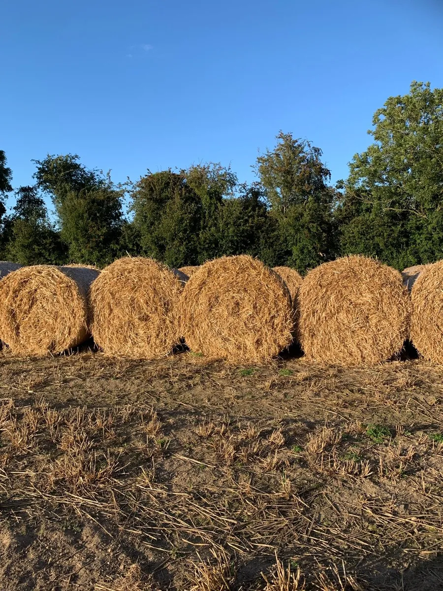 Round Bales of Straw - Image 2