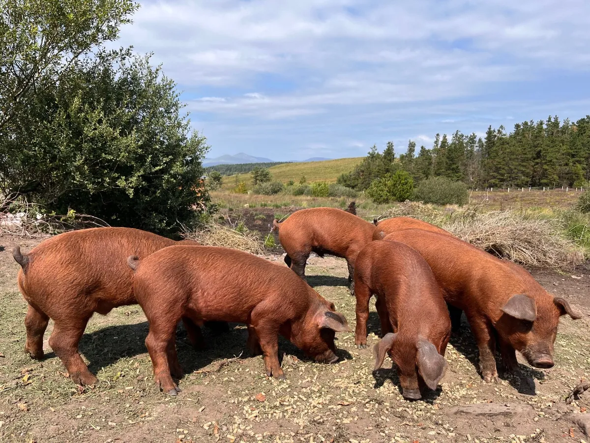 Organic piglets Duroc - Image 2