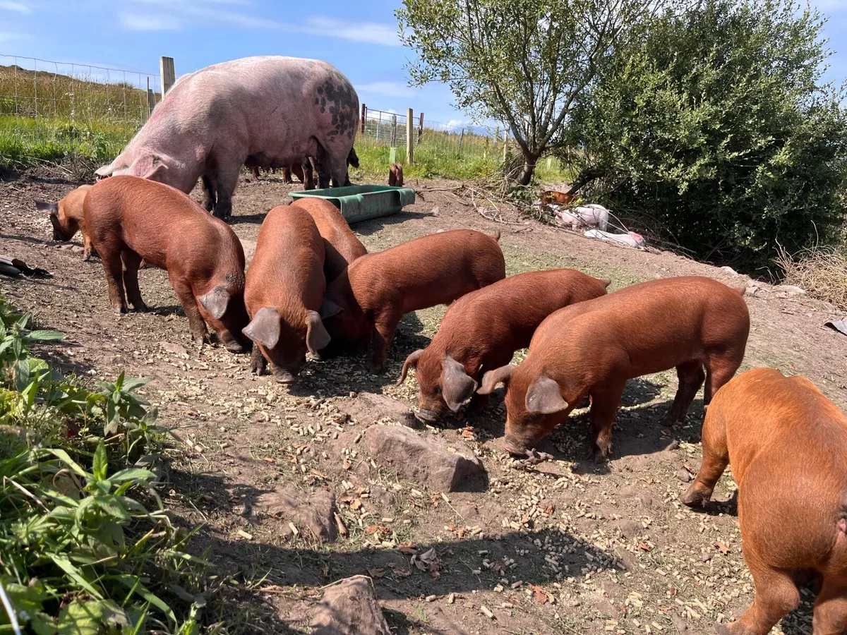 Organic piglets Duroc - Image 3