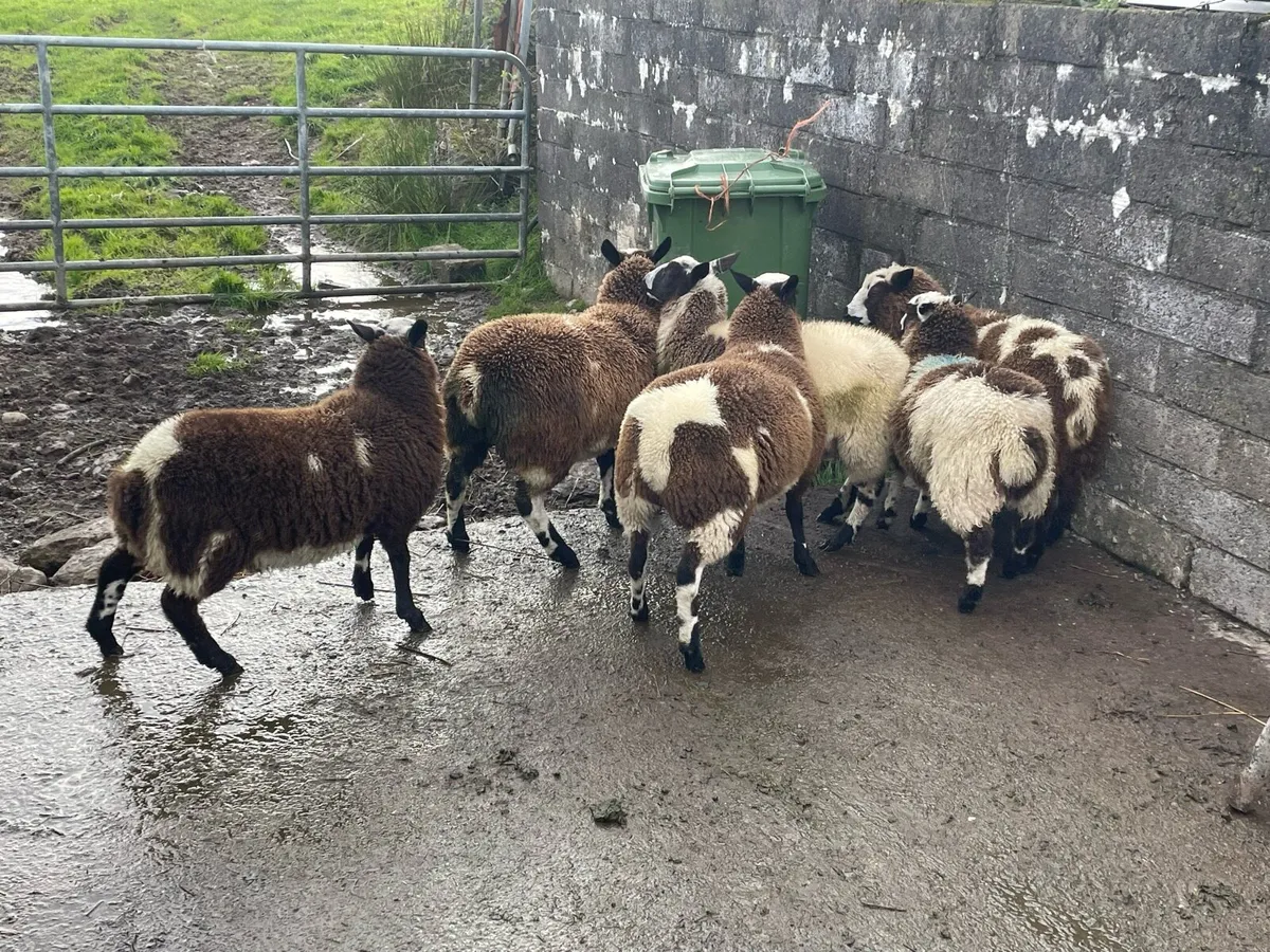 Dutch spot ewe lambs - Image 3